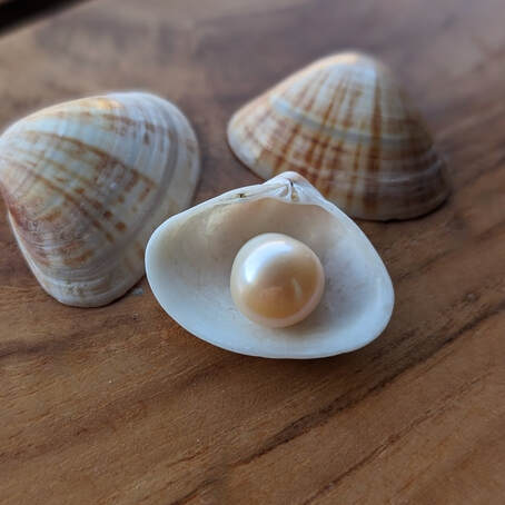 Cultivated Large Pearl from The Velvet Box Todos Santos
